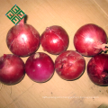 export fresh onions from China